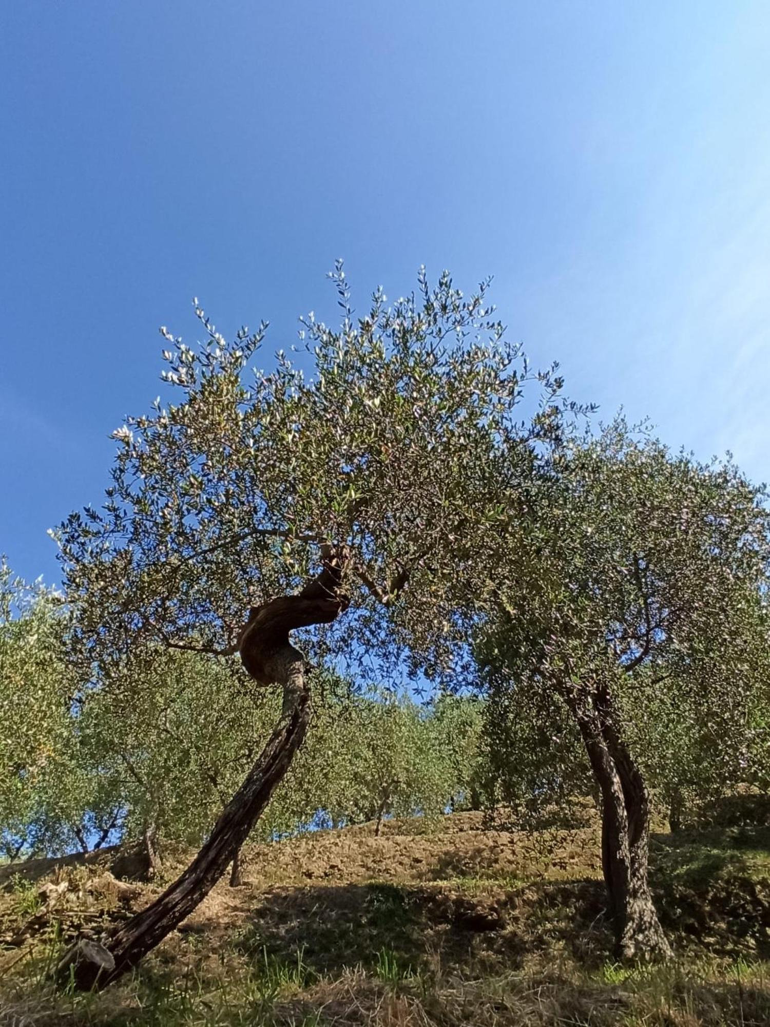 קזארצה ליגורה Il Glicine Cozy Appartamnent, Near Sestri Levante Between Cinque Terre E Portofino מראה חיצוני תמונה
